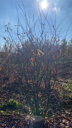 Amelanchier lamarckii 250-300 cm draadkluit meerstammig - afbeelding 1