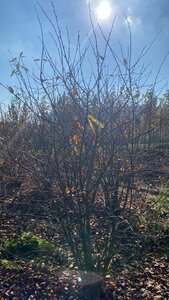 Amelanchier lamarckii 250-300 cm draadkluit meerstammig