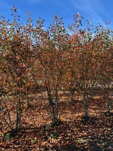 Amelanchier lamarckii 250-300 cm draadkluit meerstammig - afbeelding 6