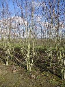 Amelanchier lamarckii 250-300 cm draadkluit meerstammig - afbeelding 4