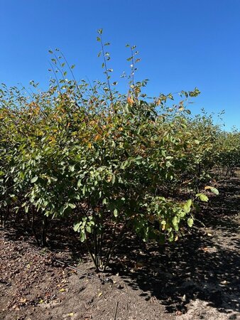Amelanchier lamarckii 250-300 cm draadkluit meerstammig - afbeelding 9