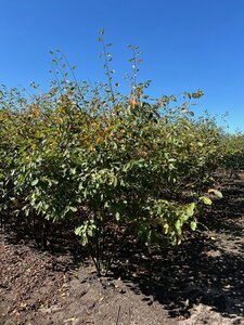 Amelanchier lamarckii 250-300 cm draadkluit meerstammig - afbeelding 9