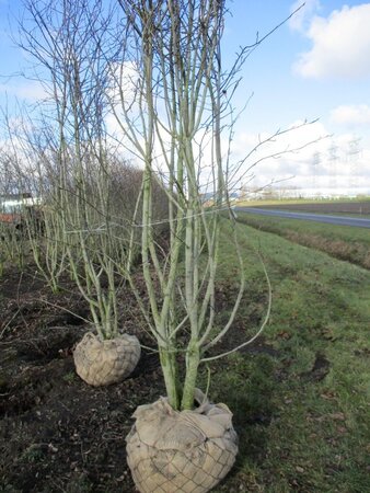 Amelanchier lamarckii 250-300 cm draadkluit meerstammig - afbeelding 3