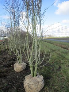 Amelanchier lamarckii 250-300 cm draadkluit meerstammig - afbeelding 3