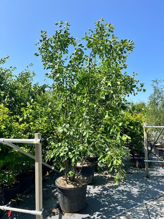 Amelanchier lamarckii 250-300 cm draadkluit meerstammig - afbeelding 2