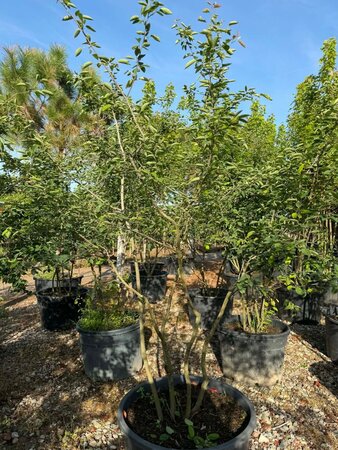 Amelanchier lamarckii 250-300 cm draadkluit meerstammig - afbeelding 11