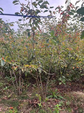 Amelanchier lamarckii 250-300 cm draadkluit meerstammig - afbeelding 7