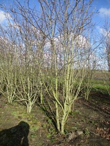 Amelanchier lamarckii 250-300 cm WRB multi-stem - image 5