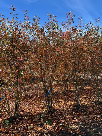 Amelanchier lamarckii 250-300 cm WRB multi-stem - image 6