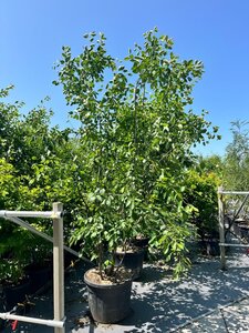 Amelanchier lamarckii 250-300 cm WRB multi-stem - image 2