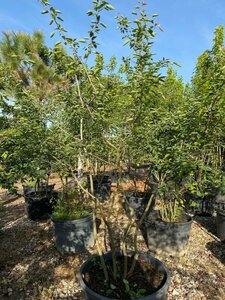Amelanchier lamarckii 250-300 cm WRB multi-stem - image 11