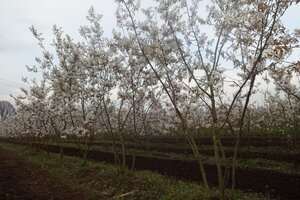 Amelanchier lamarckii 250-300 cm WRB multi-stem - image 10