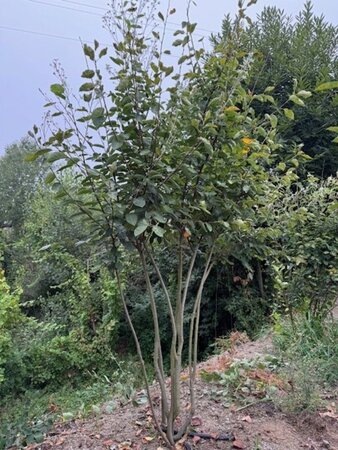 Amelanchier lamarckii 300-350 cm container meerstammig