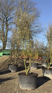 Amelanchier lamarckii 300-350 cm container meerstammig - afbeelding 2