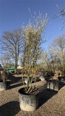 Amelanchier lamarckii 300-350 cm container meerstammig - afbeelding 3