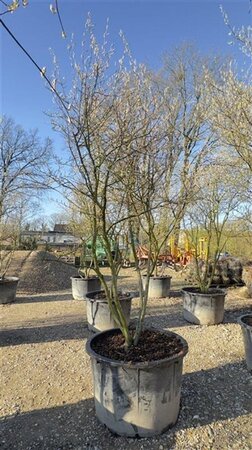 Amelanchier lamarckii 300-350 cm container meerstammig - afbeelding 4