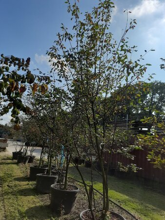 Amelanchier lamarckii 300-350 cm draadkluit meerstammig - afbeelding 1