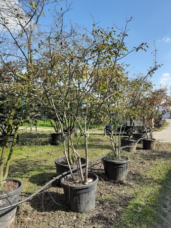 Amelanchier lamarckii 300-350 cm draadkluit meerstammig - afbeelding 2
