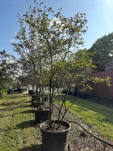 Amelanchier lamarckii 300-350 cm draadkluit meerstammig - afbeelding 3