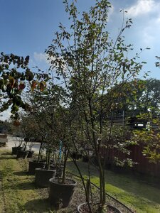 Amelanchier lamarckii 300-350 cm WRB multi-stem