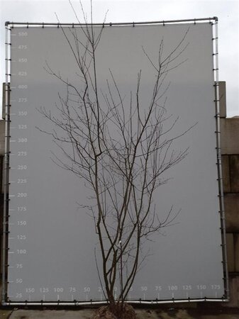 Amelanchier lamarckii 350-400 cm draadkluit meerstammig - afbeelding 2