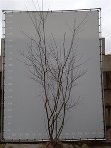 Amelanchier lamarckii 350-400 cm draadkluit meerstammig - afbeelding 2