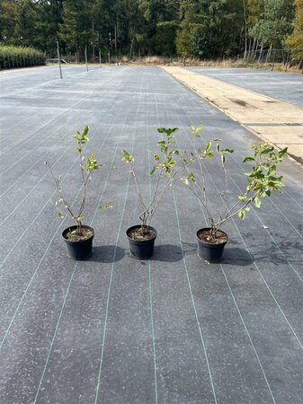 Amelanchier lamarckii 40-60 cm cont. 5,0L - afbeelding 2