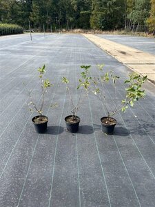 Amelanchier lamarckii 40-60 cm cont. 5,0L - afbeelding 2