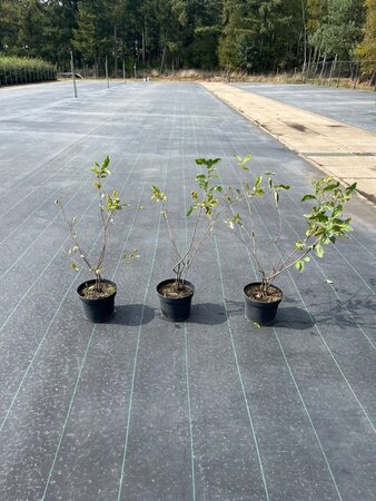Amelanchier lamarckii 40-60 cm cont. 5,0L