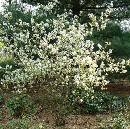 Amelanchier lamarckii 6-8 Hoogstam wortelgoed - afbeelding 4