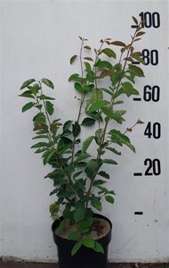 Amelanchier lamarckii 80-100 cm cont. 10L