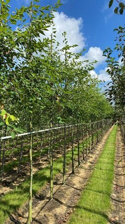 Amelanchier lamarckii 8-10 Hoogstam draadkluit - afbeelding 5