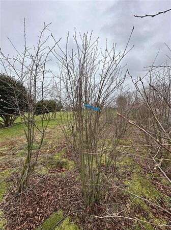 Amelanchier ovalis = (rotundifolia) 175-200 cm draadkluit meerstammig - afbeelding 1