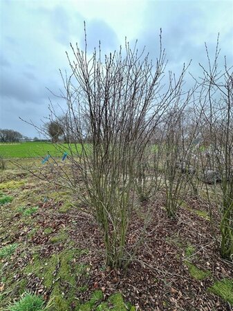 Amelanchier ovalis = (rotundifolia) 175-200 cm draadkluit meerstammig