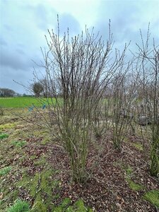 Amelanchier ovalis = (rotundifolia) 175-200 cm draadkluit meerstammig