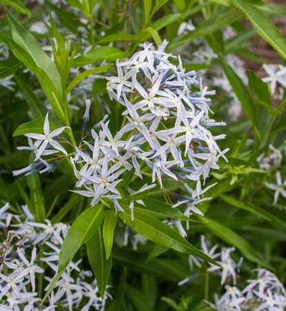 Amsonia tabernaemontana geen maat specificatie 0,55L/P9cm - afbeelding 1