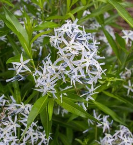 Amsonia tabernaemontana geen maat specificatie 0,55L/P9cm