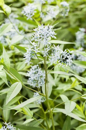 Amsonia tabernaemontana geen maat specificatie 0,55L/P9cm - afbeelding 2