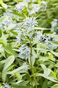 Amsonia tabernaemontana geen maat specificatie 0,55L/P9cm - afbeelding 2