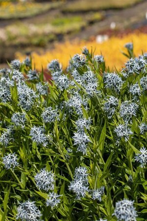 Amsonia tabernaemontana geen maat specificatie 0,55L/P9cm - afbeelding 3