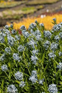 Amsonia tabernaemontana geen maat specificatie 0,55L/P9cm - afbeelding 3