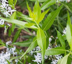 Amsonia tabernaemontana geen maat specificatie 0,55L/P9cm - afbeelding 4