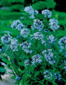 Amsonia tabernaemontana geen maat specificatie 0,55L/P9cm - afbeelding 5