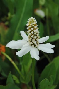 Anemopsis californica geen maat specificatie cont. 2,0L