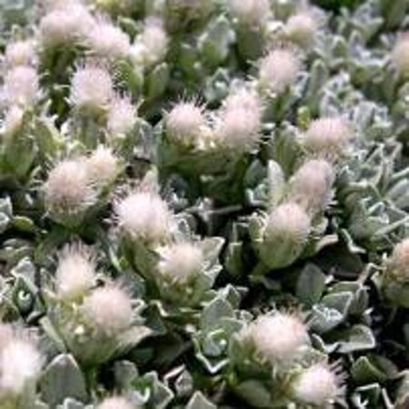 Antennaria dioica borealis geen maat specificatie 0,55L/P9cm
