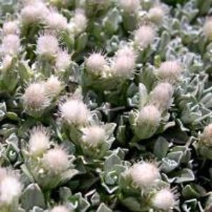 Antennaria dioica borealis geen maat specificatie 0,55L/P9cm