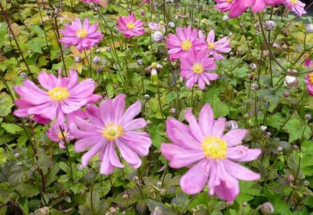 Anemone h. 'Prinz Heinrich' geen maat specificatie 0,55L/P9cm - afbeelding 1