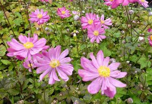 Anemone h. 'Prinz Heinrich' geen maat specificatie 0,55L/P9cm
