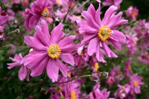 Anemone h. 'Prinz Heinrich' geen maat specificatie 0,55L/P9cm - afbeelding 3