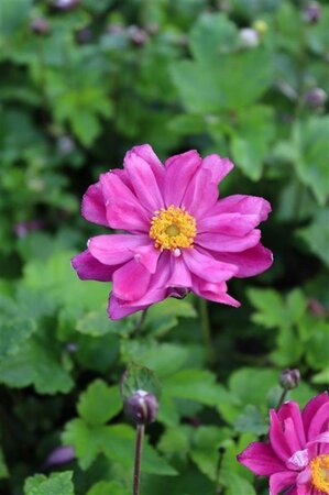 Anemone h. 'Prinz Heinrich' geen maat specificatie 0,55L/P9cm - afbeelding 2